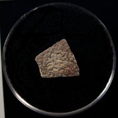 Provence Gastornis egg shell for sale | Buried Treasure Fossils