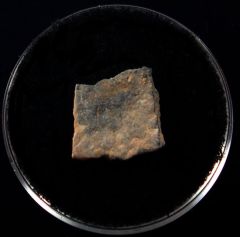Provence Gastornis egg shell | Buried Treasure Fossils