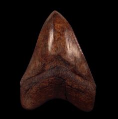 Top Quality Georgia Megalodon tooth for sale | Buried Treasure Fossils