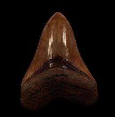 Red Georgia Megalodon tooth for sale | Buried Treasure Fossils