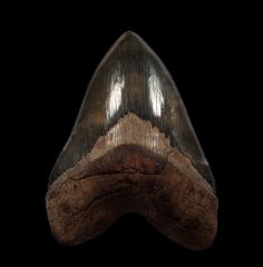 Green Georgia Megalodon tooth for sale | Buried Treasure Fossils