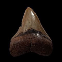Killer Georgia Megalodon teeth for sale | Buried Treasure Fossils