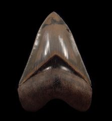 Otodus megalodon   