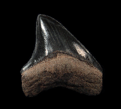 Georgia Otodus megalodon tooth for sale | Buried Treasure Fossils