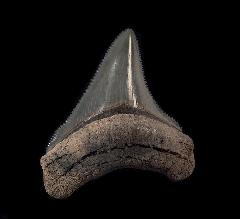 Georgia Chubutensis tooth for sale | Buried Treasure Fossils