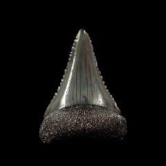 Georgia Great White shark tooth for sale | Buried Treasure Fossils
