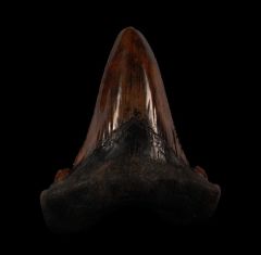 Huge Flint River Auriculatus tooth for sale | Buried Treasure Fossils