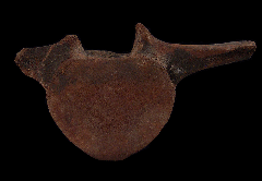 Whale Ear Bone