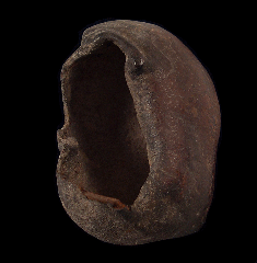 Whale Ear Bone - Georgia | Buried Treasure Fossils