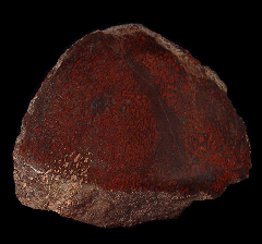 Jurassic Gem Dinosaur Bone