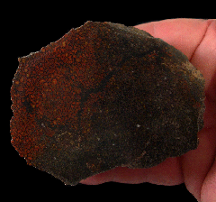 Jurassic Gem Dinosaur Bone