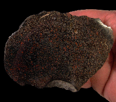 Jurassic Gem Dinosaur Bone