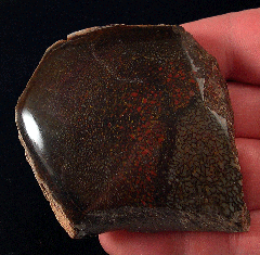 Jurassic Gem Dinosaur Bone