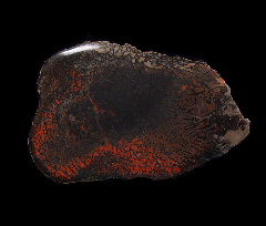 Jurassic Gem Dinosaur Bone