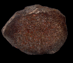 Jurassic Gem Bone | Buried Treasure Fossils