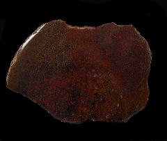 JJurassic Dinosaur Gem Bone for sale | Buried Treasure Fossils