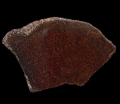 Polished Gem Bone for sale | Buried Treasure Fossils 