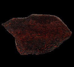 Red Gem Dinosaur Bone | Buried Treasure Fossils