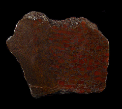 Red Gem Bone for sale | Buried Treasure Fossils