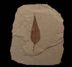 Fraxinus flexifolia (Ash) leaf - Green River Fm. | Buried Treasure Fossils