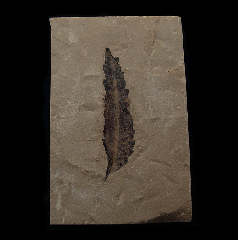 Rhus nigricans leaf - Green River Fm | Buried Treasure Fossils