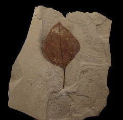 Lindera varifolia leaf from the Green River Fm. for sale | Buried Treasure Fossils