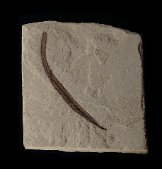 Asplenium delicatula leaf - Green River Fm | Buried Treasure Fossils