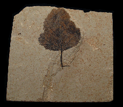 Ginseng species leaf the from Green River Fm. | Buried Treasure Fossils