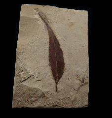 Styrax transversa leaf - Green River Fm | Buried Treasure Fossils