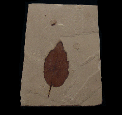 Quercus cuneatus leaf - Green River Fm | Buried Treasure Fossils