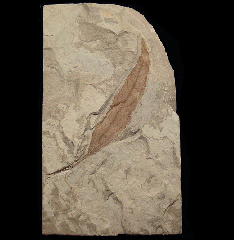 Salix longiacuminata leaf - Green River Fm | Buried Treasure Fossils