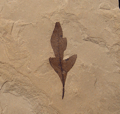 Macginitiea wyomingensis leaf the from Green River Fm. | Buried Treasure Fossils