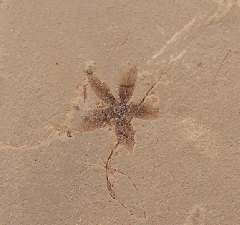 Chaneya tenuis flower - Green River Fm | Buried Treasure Fossils