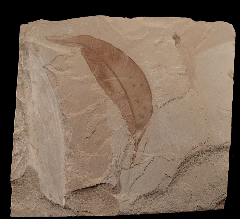 Syzygiodes americana leaf from the Green River Fm. | Buried Treasure Fossils