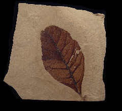 Persea corniacea leaf for sale | Buried Treasure Fossils