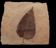 Celtis mccoshii leaf from the Green River Fm. for sale | Buried Treasure Fossils