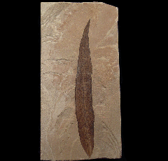 Oreopanax elongatum leaf from the Green River Fm. | Buried Treasure Fossils