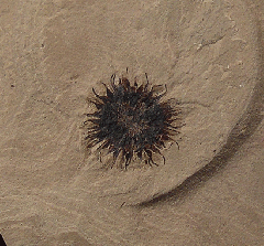 Macginitiea wyomingensis seed | Buried Treasure Fossils
