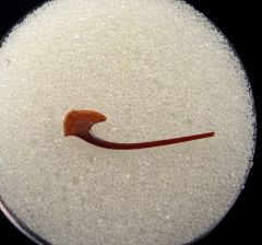 Cetorhinus parvus gill raker from Germany | Buried Treasure Fossils