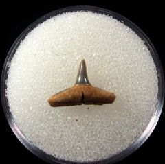 Carcharhinus priscus - Germany