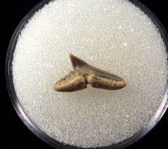 Physogaleus latus - Germany
