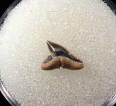 Physogaleus latus - Germany