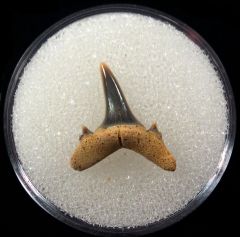 Carcharias acutissimus - Germany