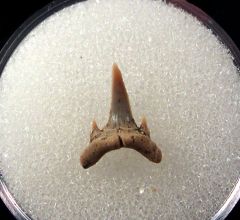 Carcharias acutissimus - Germany
