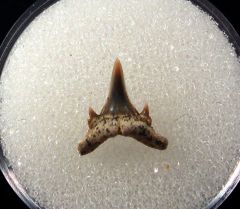 Carcharias acutissimus - Germany