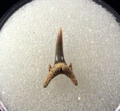 Carcharias acutissimus - Germany