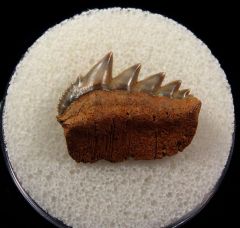 German Cow shark tooth for sale | Buried Treasure Fossils