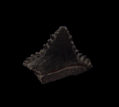 Real Coal shark tooth for sale | Buried Treasure Fossils