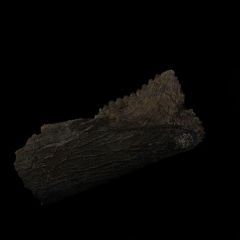 Illinois fossil shark tooth for sale | Buried Treasure Fossils
