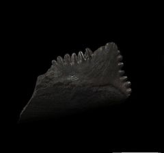 Real Coal shark tooth for sale | Buried Treasure Fossils